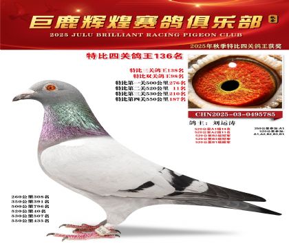 巨鹿輝煌特比四關(guān)鴿王136名