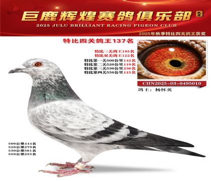 巨鹿輝煌特比四關(guān)鴿王137名