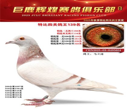 巨鹿輝煌特比四關(guān)鴿王139名