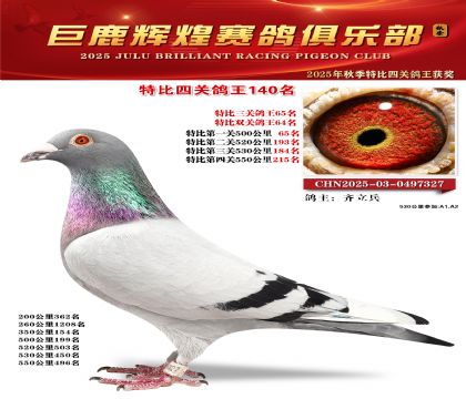 巨鹿輝煌特比四關(guān)鴿王140名