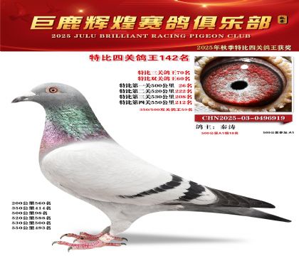 巨鹿輝煌特比四關(guān)鴿王142名