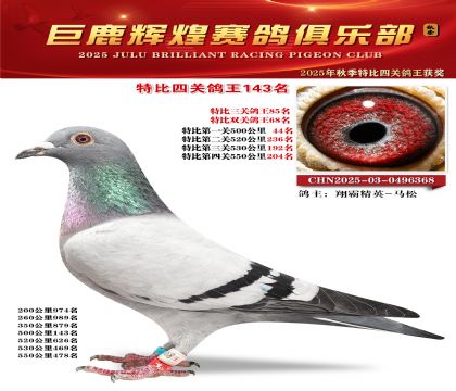 巨鹿輝煌特比四關(guān)鴿王143名