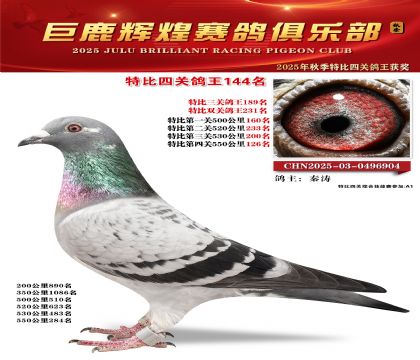 巨鹿輝煌特比四關(guān)鴿王144名