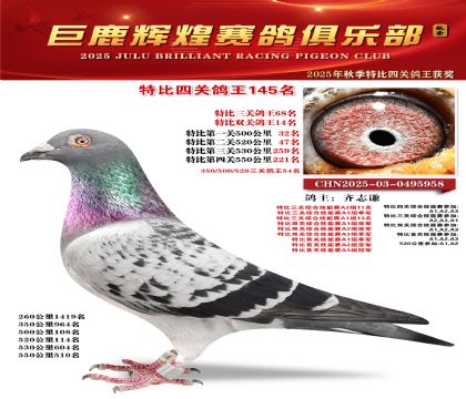 巨鹿輝煌特比四關(guān)鴿王145名