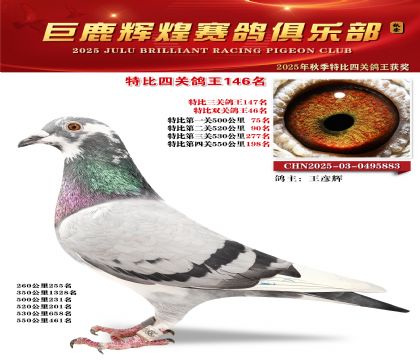 巨鹿輝煌特比四關(guān)鴿王146名