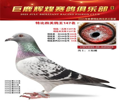 巨鹿輝煌特比四關(guān)鴿王147名