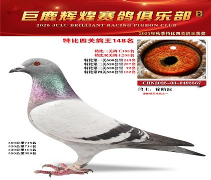 巨鹿輝煌特比四關(guān)鴿王148名