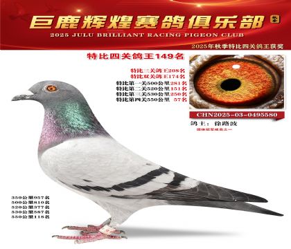 巨鹿輝煌特比四關(guān)鴿王149名