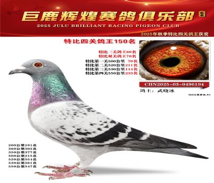 巨鹿輝煌特比四關(guān)鴿王150名