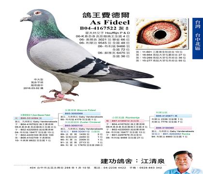 大銘鴿灰費得爾