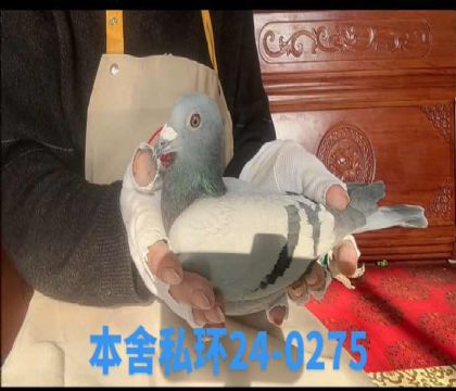 ˽h(hun)ʿxr(sh)0275