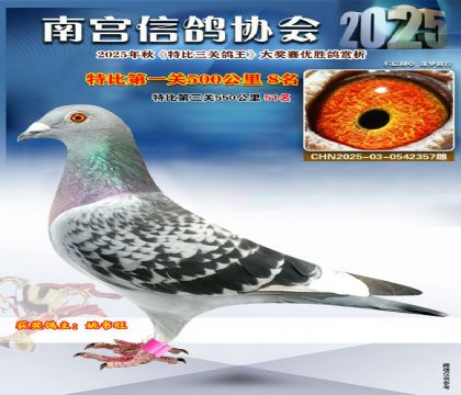 南宮鴿會第一關(guān)8名