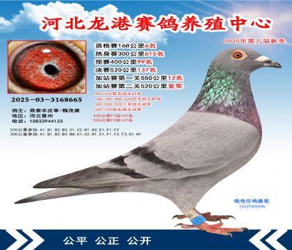河北龍港加站雙關(guān)鴿王冠軍(決賽137名)