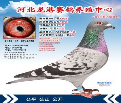 河北龍港加站雙關(guān)鴿王亞軍(決賽172名)
