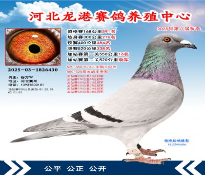 河北龍港加站雙關(guān)鴿王季軍