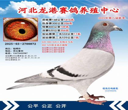 河北龍港加站雙關(guān)鴿王4名