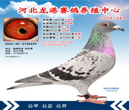 河北龍港加站雙關(guān)鴿王5名