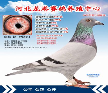 河北龍港加站雙關(guān)鴿王6名