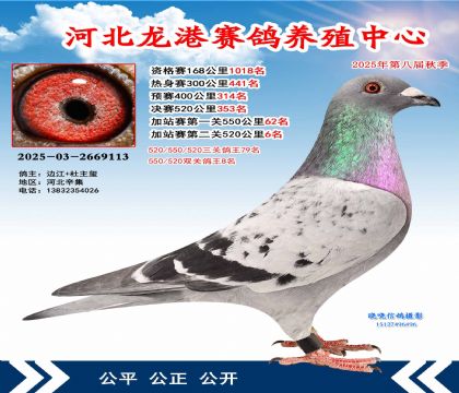 河北龍港加站雙關(guān)鴿王8名