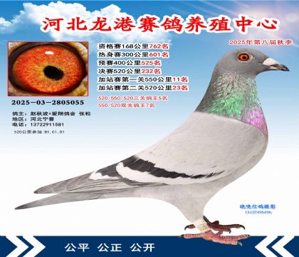 河北龍港加站雙關(guān)鴿王7名