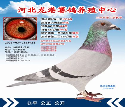 河北龍港加站雙關(guān)鴿王9名