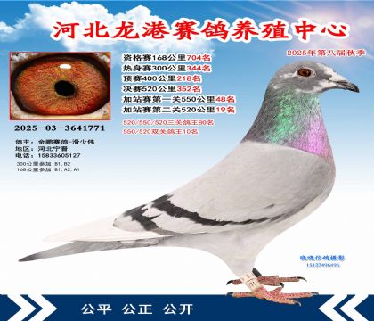 河北龍港加站雙關(guān)鴿王10名