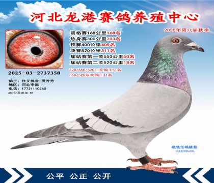 河北龍港加站雙關(guān)鴿王11名