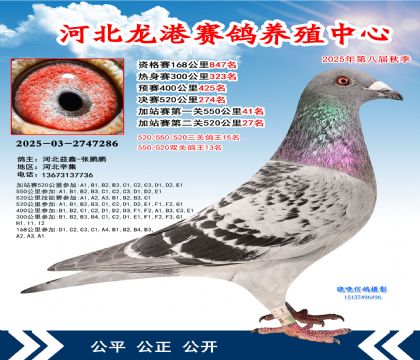 河北龍港加站雙關(guān)鴿王13名