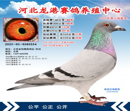 河北龍港加站雙關(guān)鴿王12名