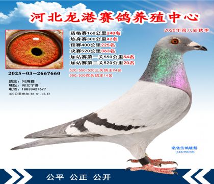 河北龍港加站雙關(guān)鴿王14名