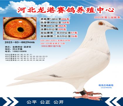 河北龍港加站雙關(guān)鴿王15名