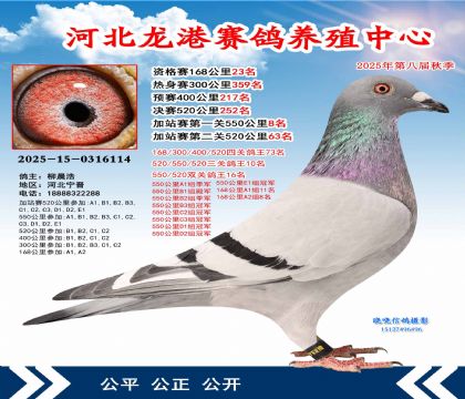 河北龍港加站雙關(guān)鴿王16名