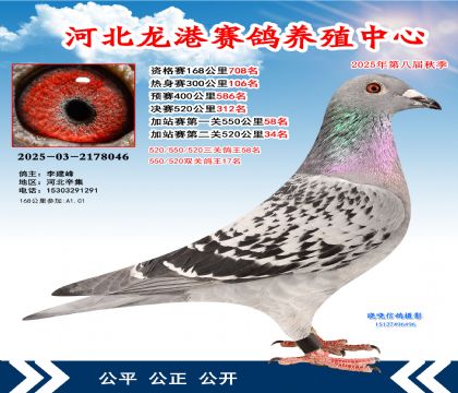 河北龍港加站雙關(guān)鴿王17名