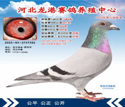 河北龍港加站雙關(guān)鴿王19名