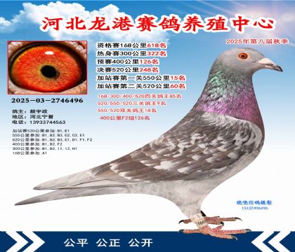 河北龍港加站雙關(guān)鴿王18名