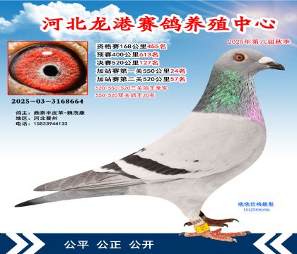 河北龍港加站雙關(guān)鴿王20名(決賽127名)