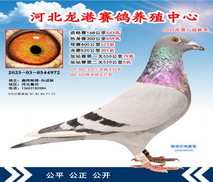 河北龍港加站雙關(guān)鴿王21名