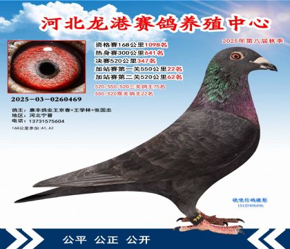 河北龍港加站雙關(guān)鴿王22名