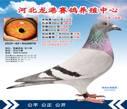 河北龍港加站雙關(guān)鴿王23名