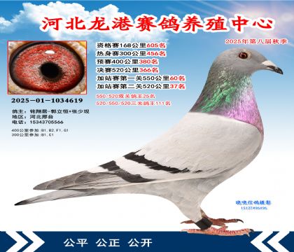 河北龍港加站雙關(guān)鴿王25名