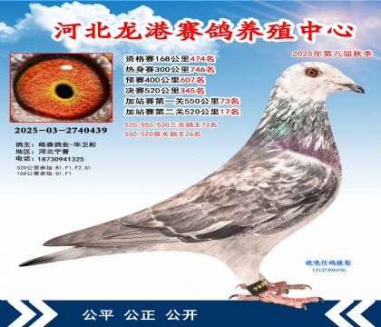河北龍港加站雙關(guān)鴿王26名
