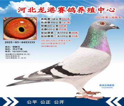 河北龍港加站雙關(guān)鴿王27名
