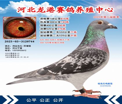 河北龍港加站雙關(guān)鴿王28名
