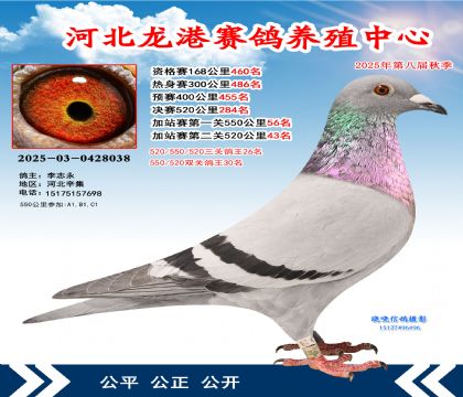 河北龍港加站雙關(guān)鴿王30名