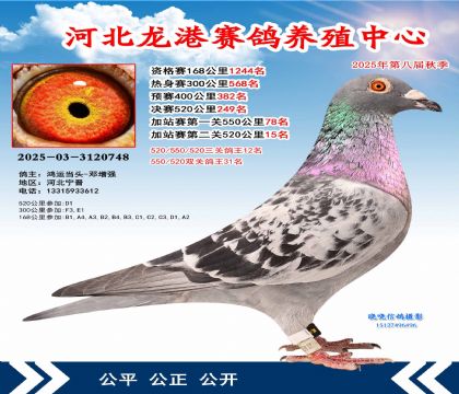 河北龍港加站雙關(guān)鴿王31名