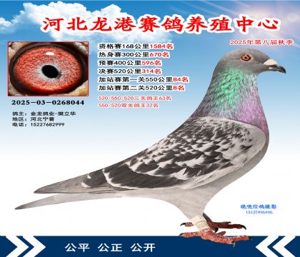 河北龍港加站雙關(guān)鴿王32名