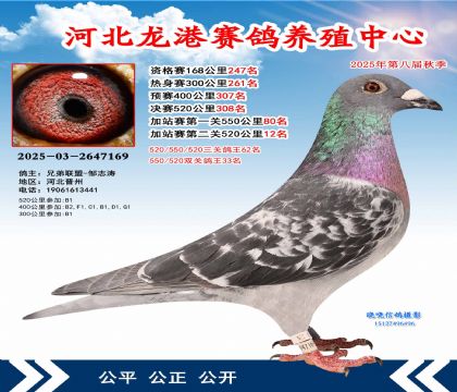 河北龍港加站雙關(guān)鴿王33名