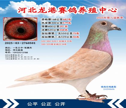 河北龍港加站雙關(guān)鴿王34名