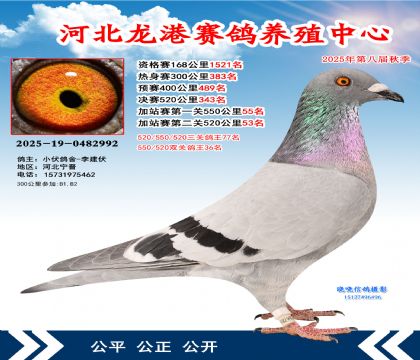 河北龍港加站雙關(guān)鴿王36名