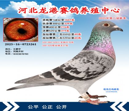 河北龍港加站雙關(guān)鴿王37名